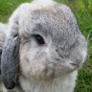 Meet your Posher, Bibbibobup